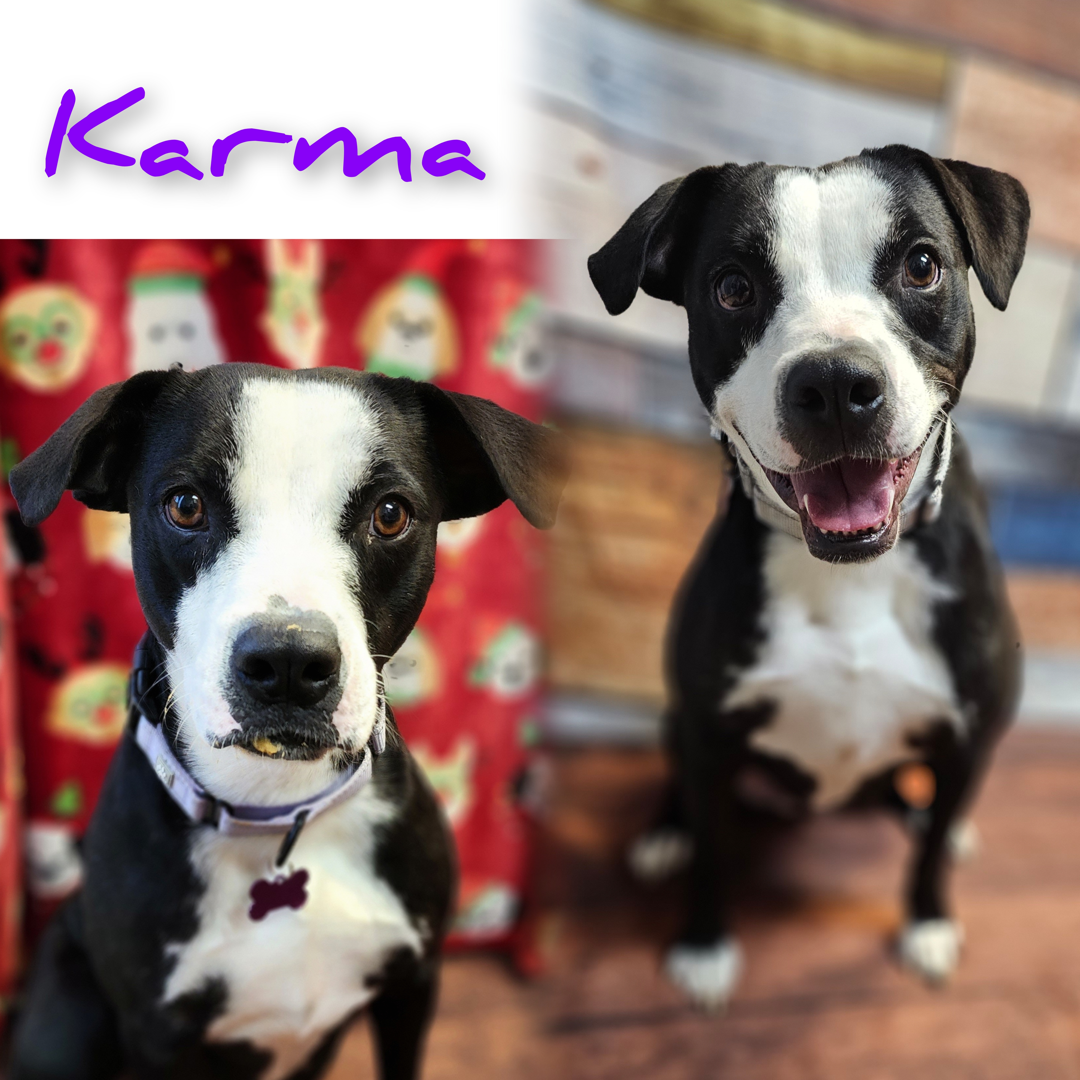 KARMA, a Adoptable mixed breed in TULSA, OK image 5/6