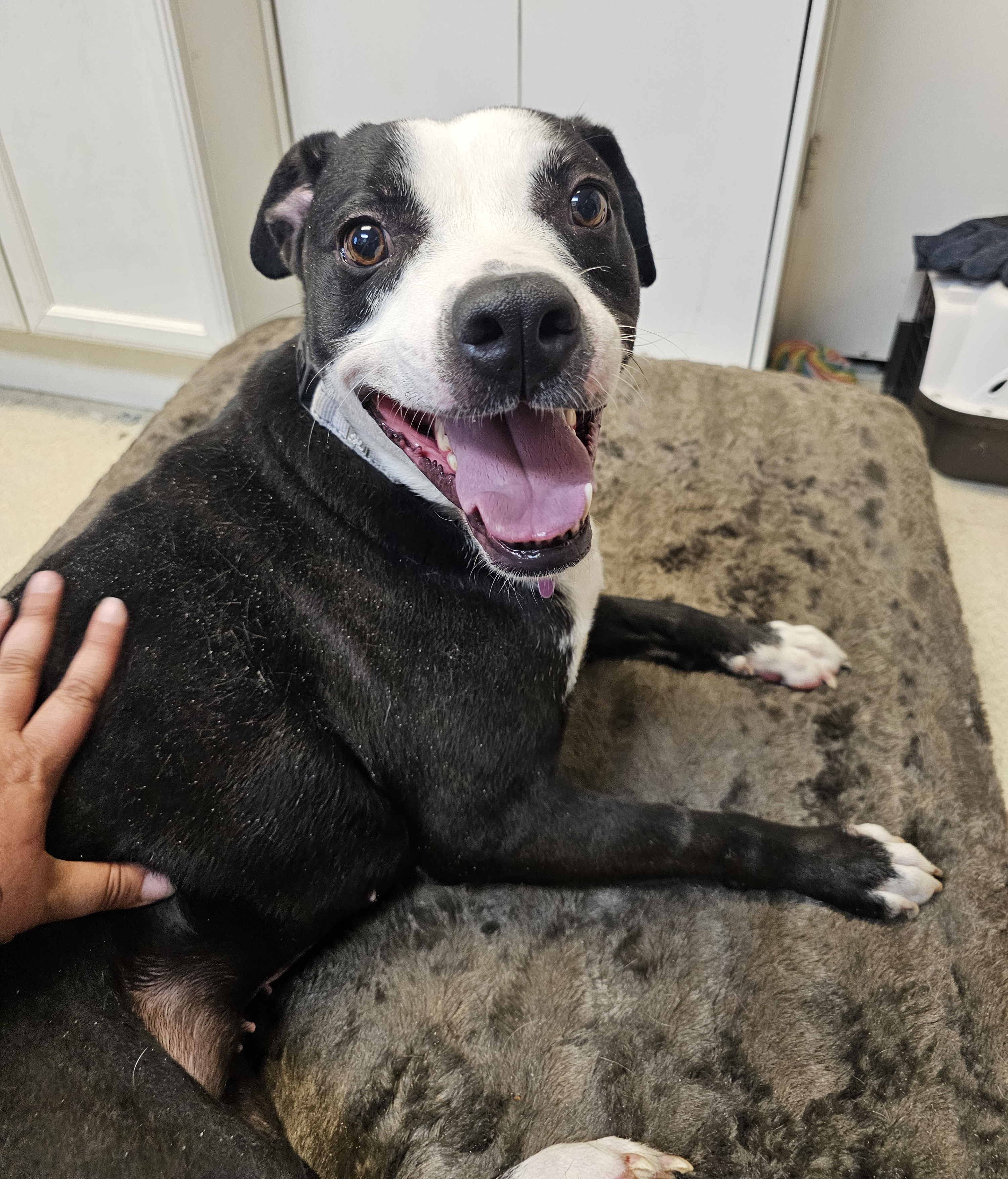 KARMA, a Adoptable mixed breed in TULSA, OK image 2/6