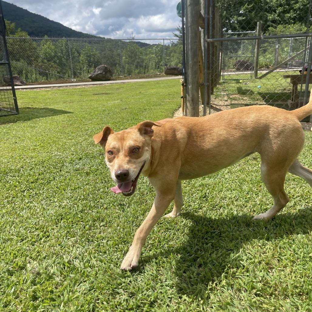 Annabelle, Adoptable, Adult Female Hound & Mixed Breed.