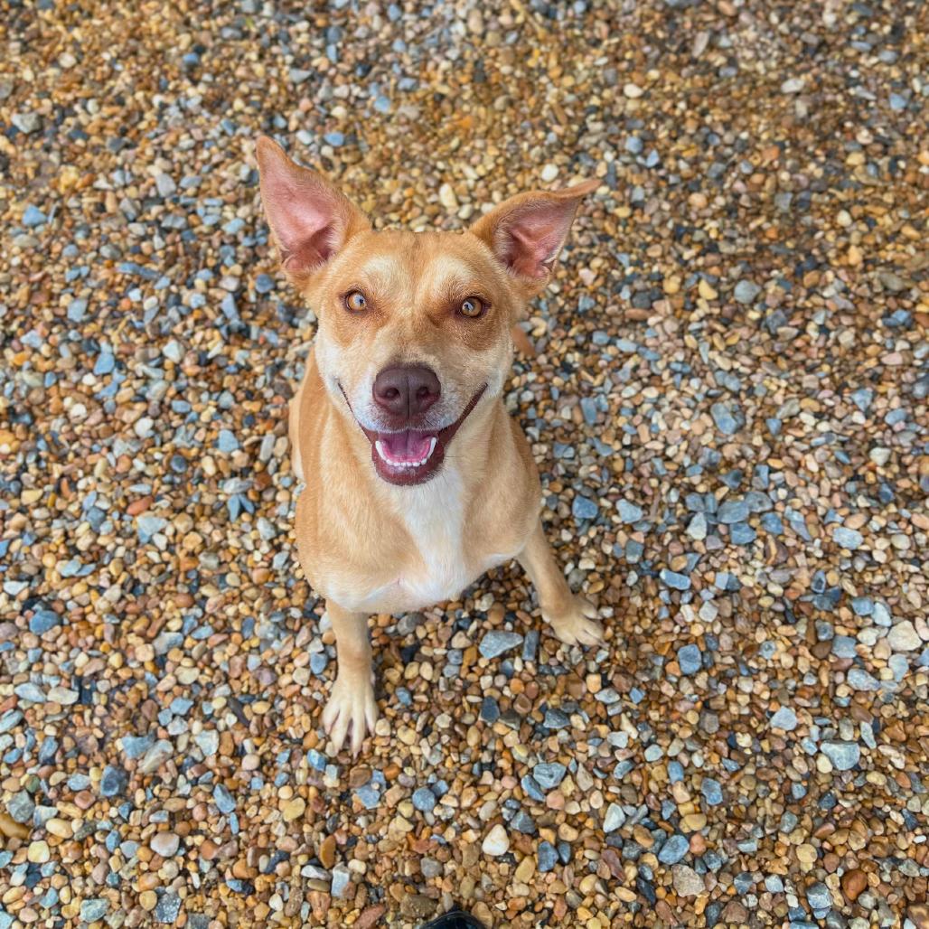 Enlarge Annabelle, a Adoptable mixed breed in Blairsville, GA image 2/6