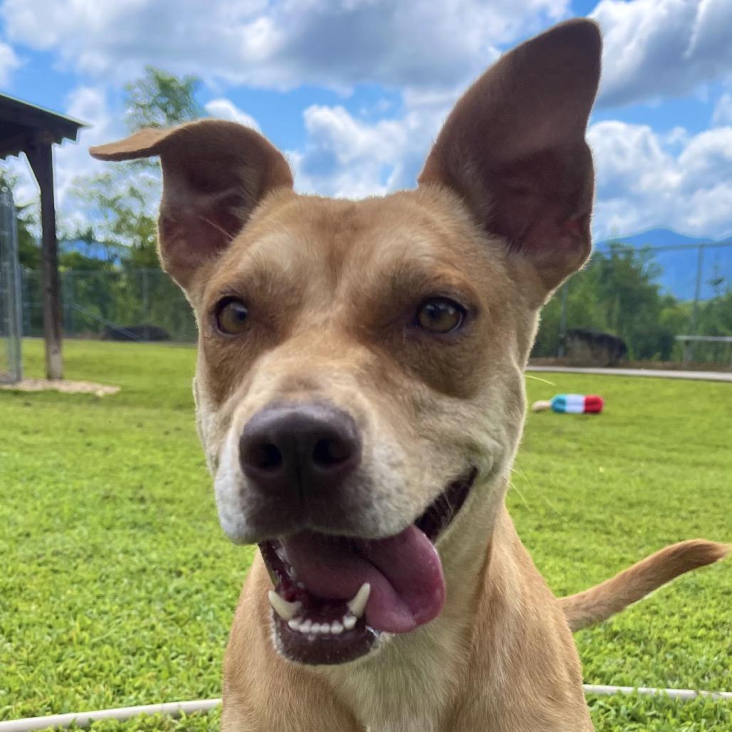 Enlarge Annabelle, a Adoptable mixed breed in Blairsville, GA image 3/6