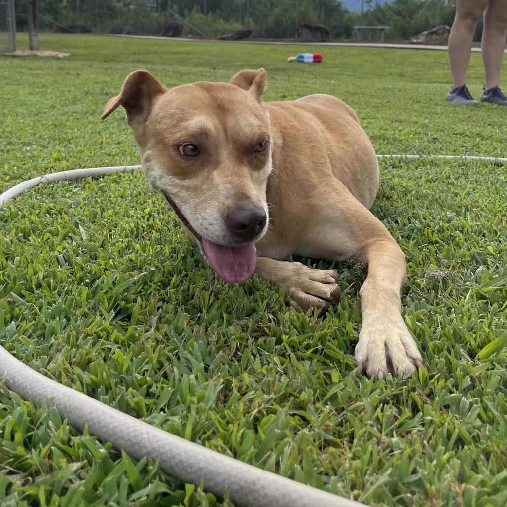 Enlarge Annabelle, a Adoptable mixed breed in Blairsville, GA image 4/6