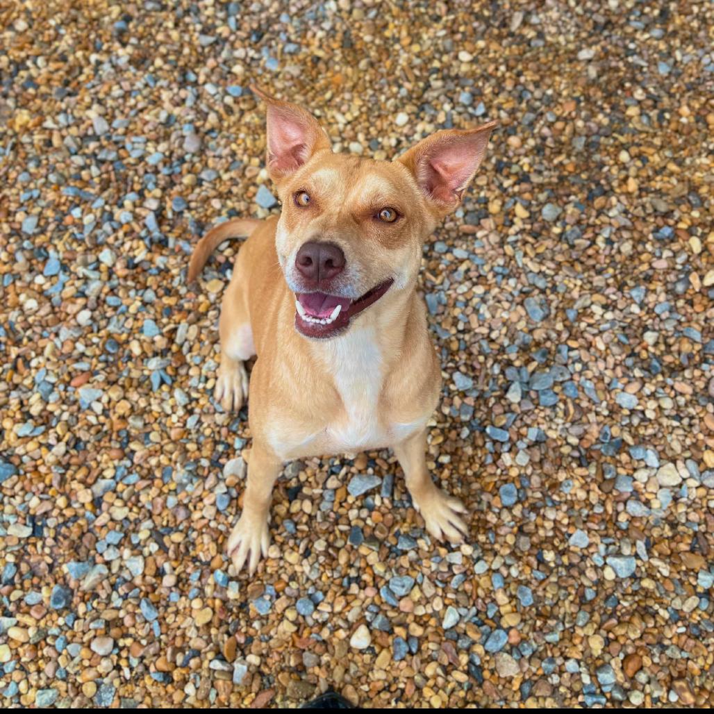 Enlarge Annabelle, a Adoptable mixed breed in Blairsville, GA image 5/6