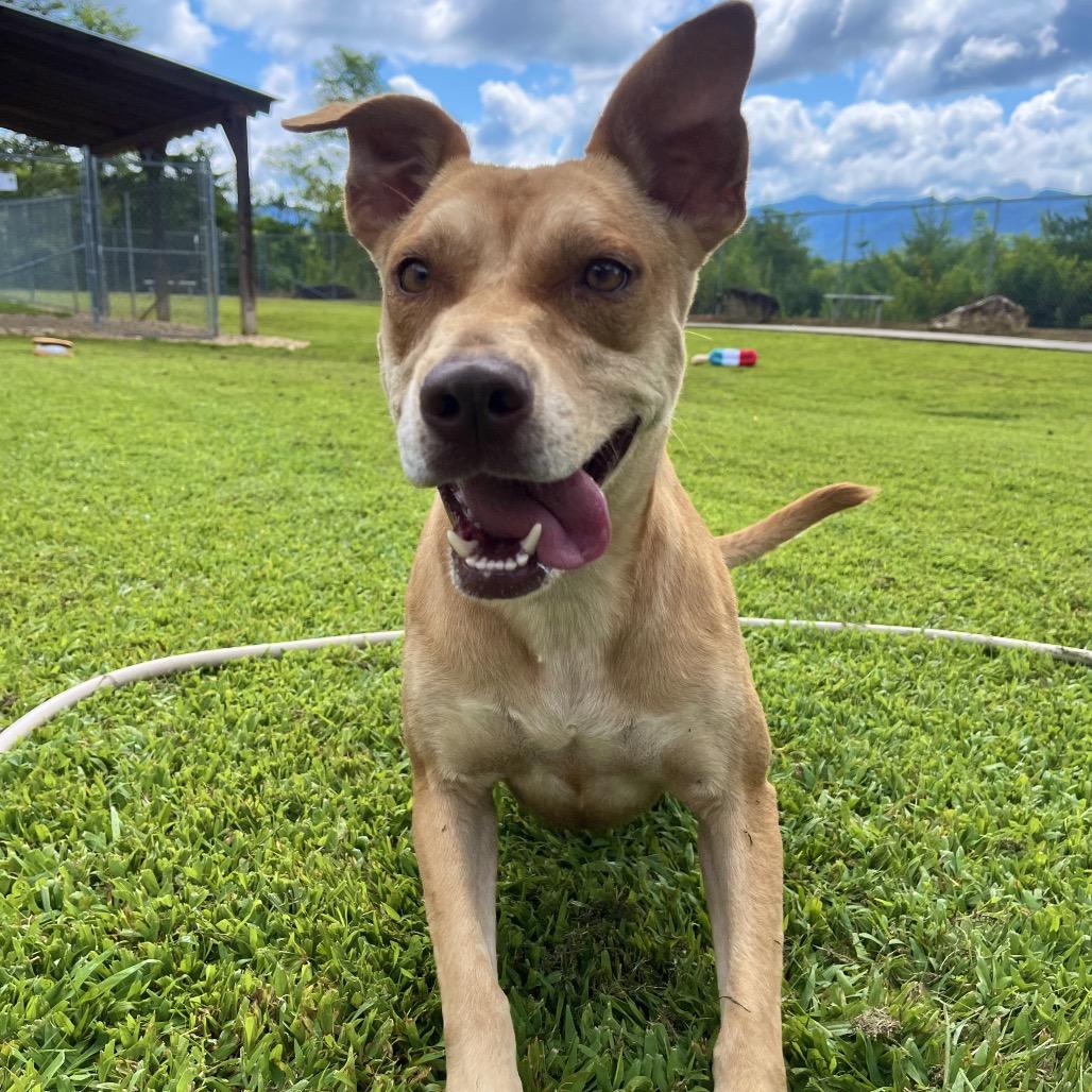 Enlarge Annabelle, a Adoptable mixed breed in Blairsville, GA image 6/6