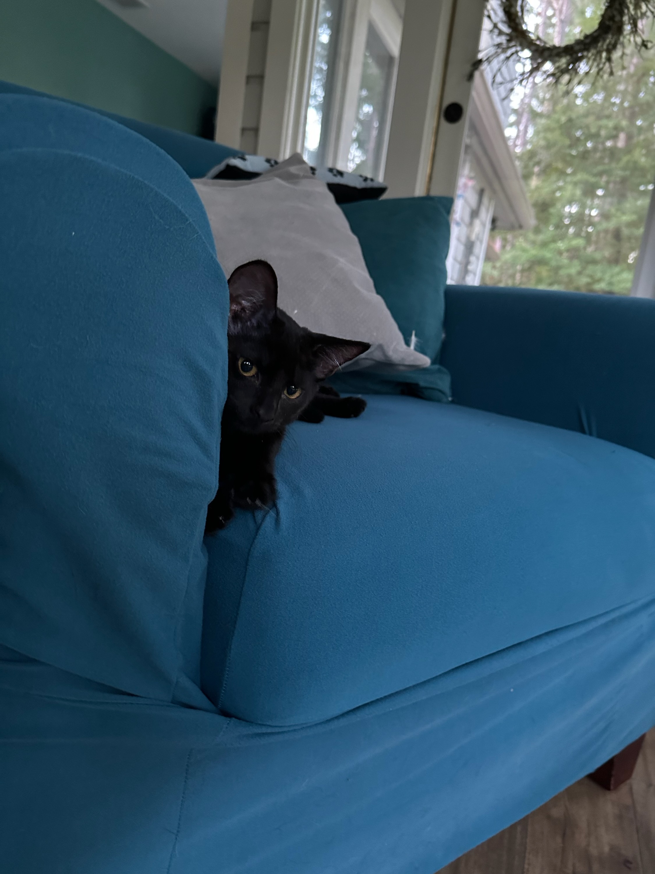 Enlarge Stella, a Adopted American Shorthair in Hilton Head Island, SC image 1/5