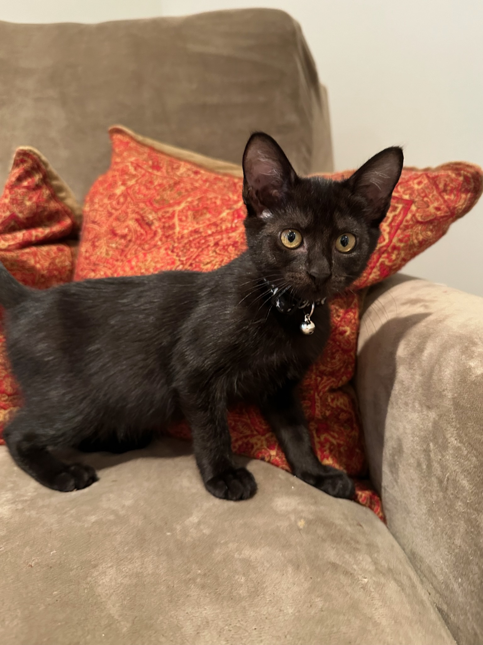 Enlarge Stella, a Adopted American Shorthair in Hilton Head Island, SC image 2/5