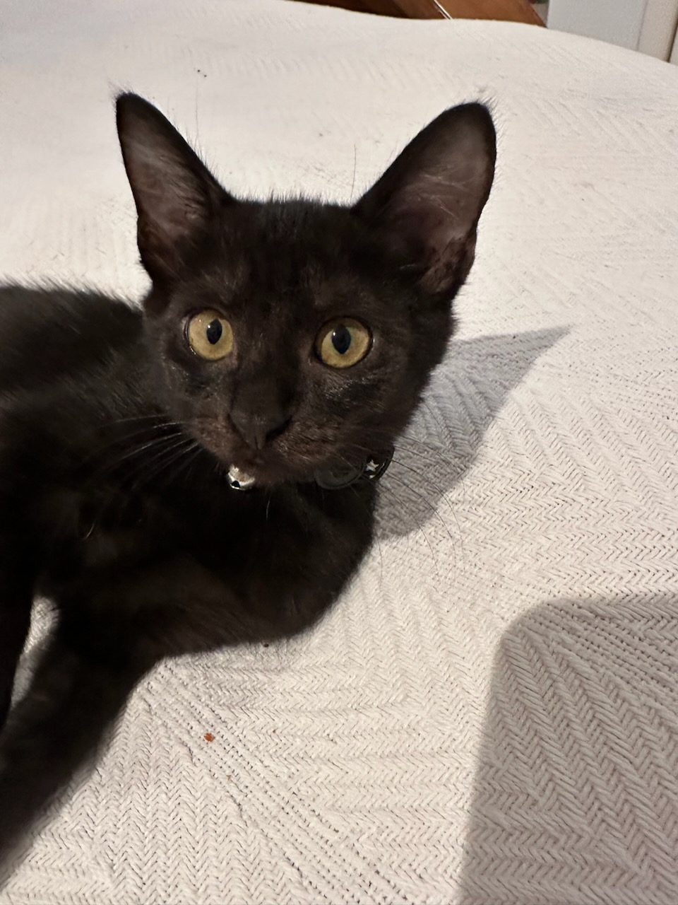 Enlarge Stella, a Adopted American Shorthair in Hilton Head Island, SC image 3/5