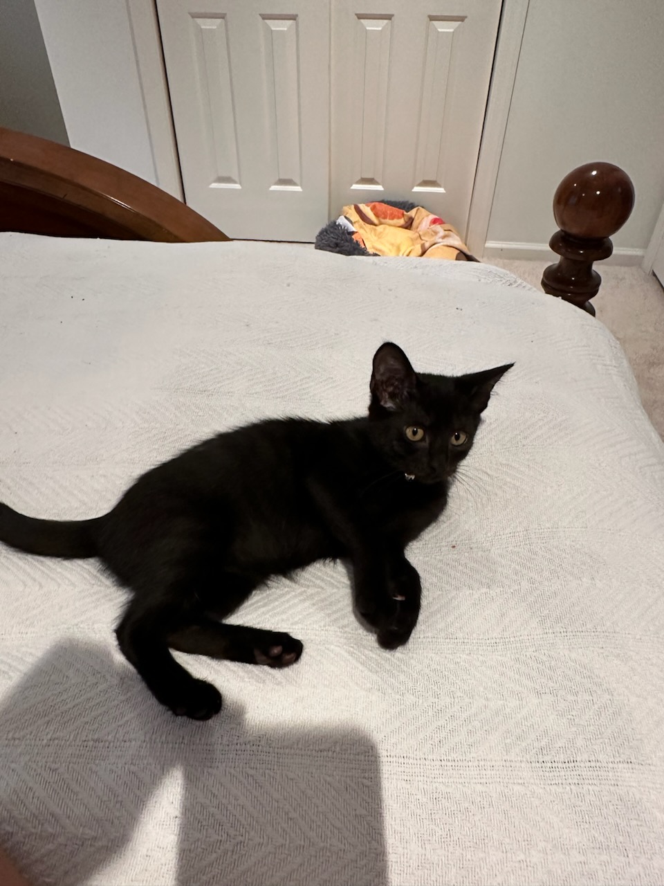 Enlarge Stella, a Adopted American Shorthair in Hilton Head Island, SC image 4/5