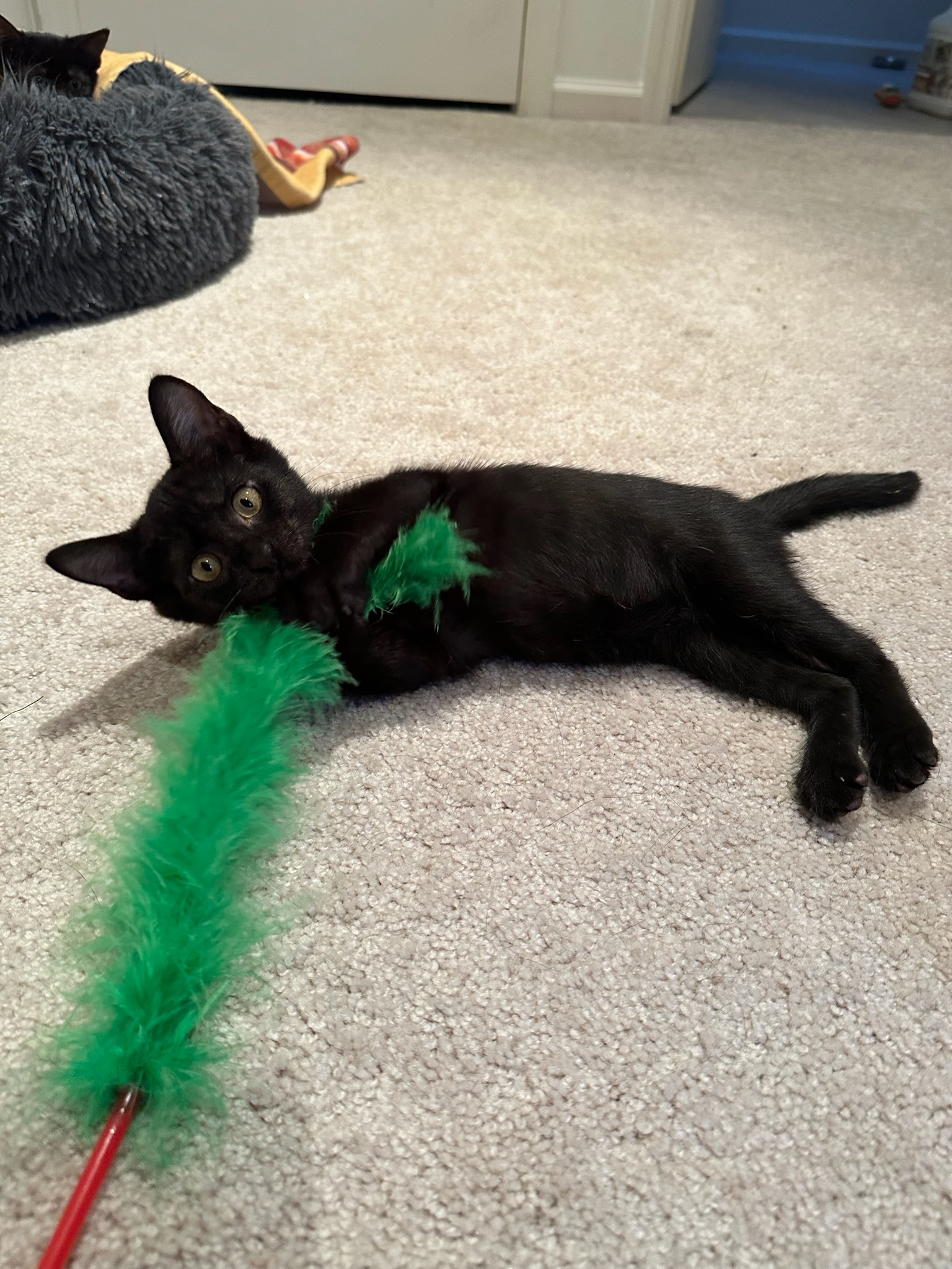 Enlarge Stella, a Adopted American Shorthair in Hilton Head Island, SC image 5/5