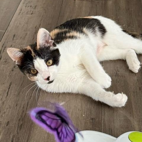 Chanel — thumbnail 2