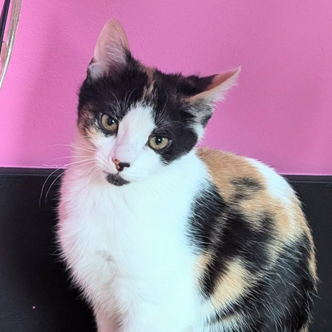 Chanel, ADOPTABLE, Kitten Female Domestic Short Hair.