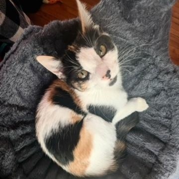 Chanel — thumbnail 4