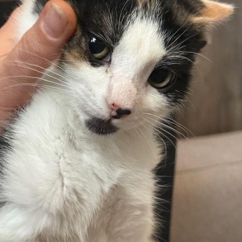 Enlarge Chanel, a ADOPTABLE Domestic Short Hair in Hudsonville, MI image 1/2