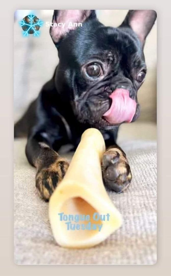 FRANCOIS - Adopted!!, Adopted, Young Male French Bulldog.