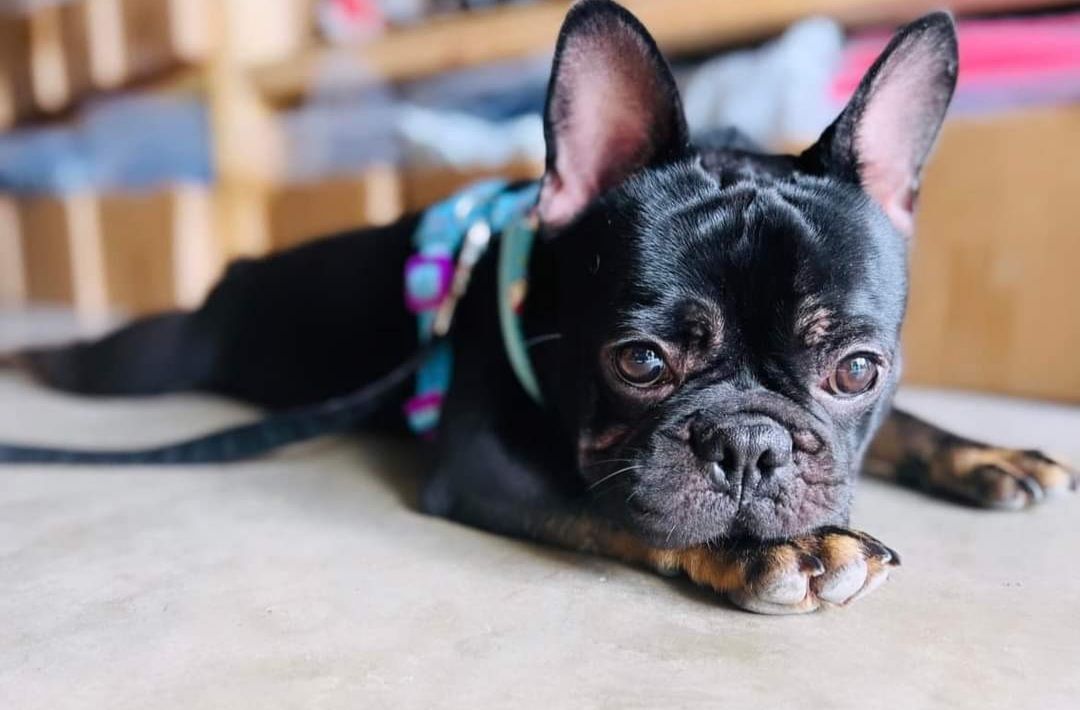 Enlarge FRANCOIS - Adopted!!, a Adopted French Bulldog in Spring, TX image 2/2