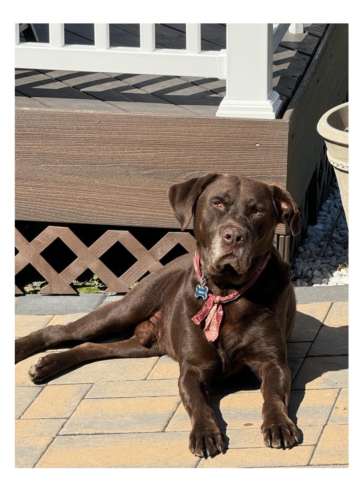 Rocky, adopted, Senior Male Chocolate Labrador Retriever.