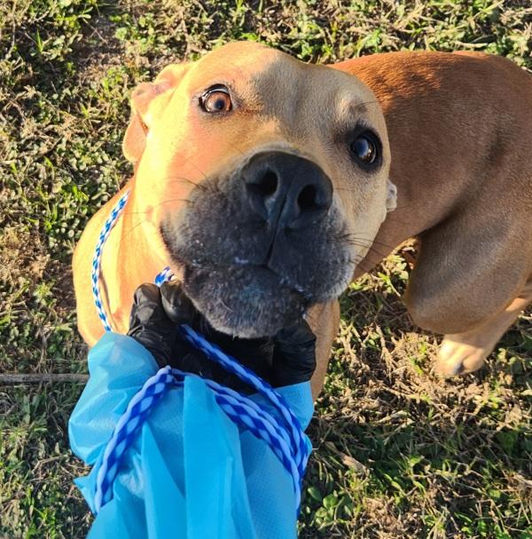 Enlarge Cheddar, a Adoptable mixed breed in Austin, TX image 1/1
