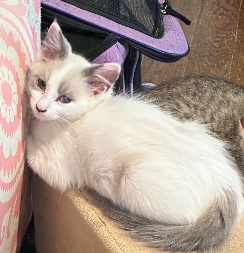 Enlarge Island, a Adoptable Domestic Short Hair in Little Rock, AR image 1/2