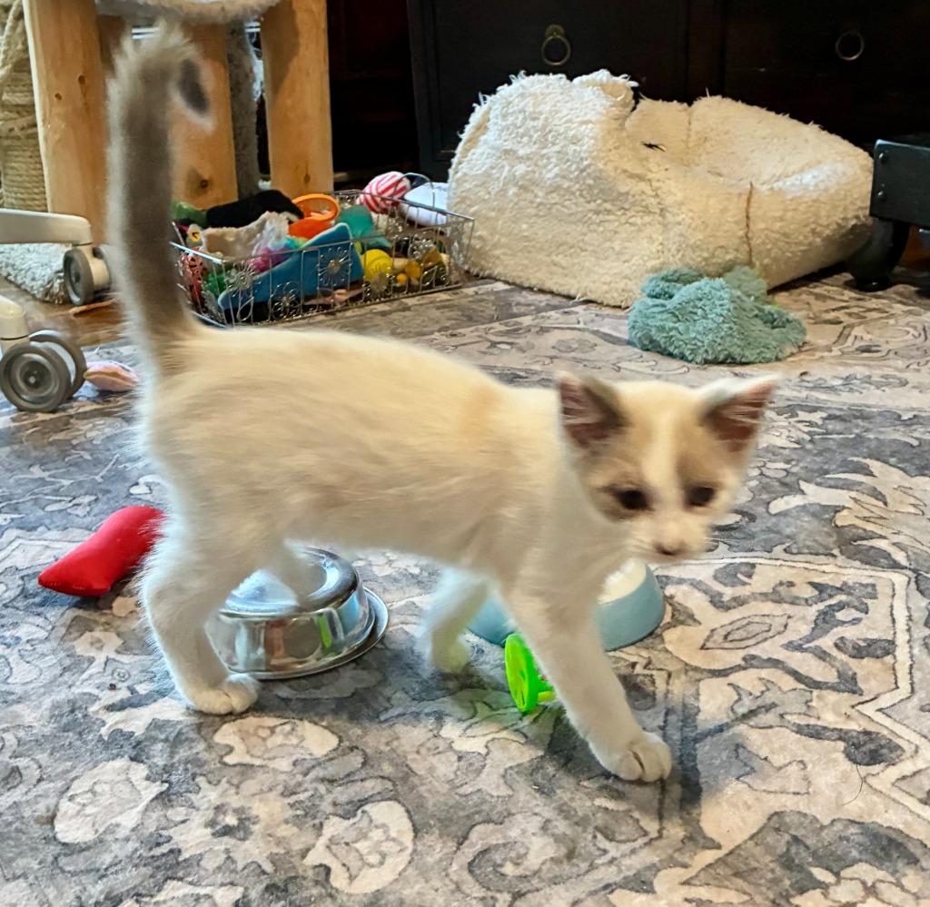 Enlarge Island, a Adoptable Domestic Short Hair in Little Rock, AR image 2/2