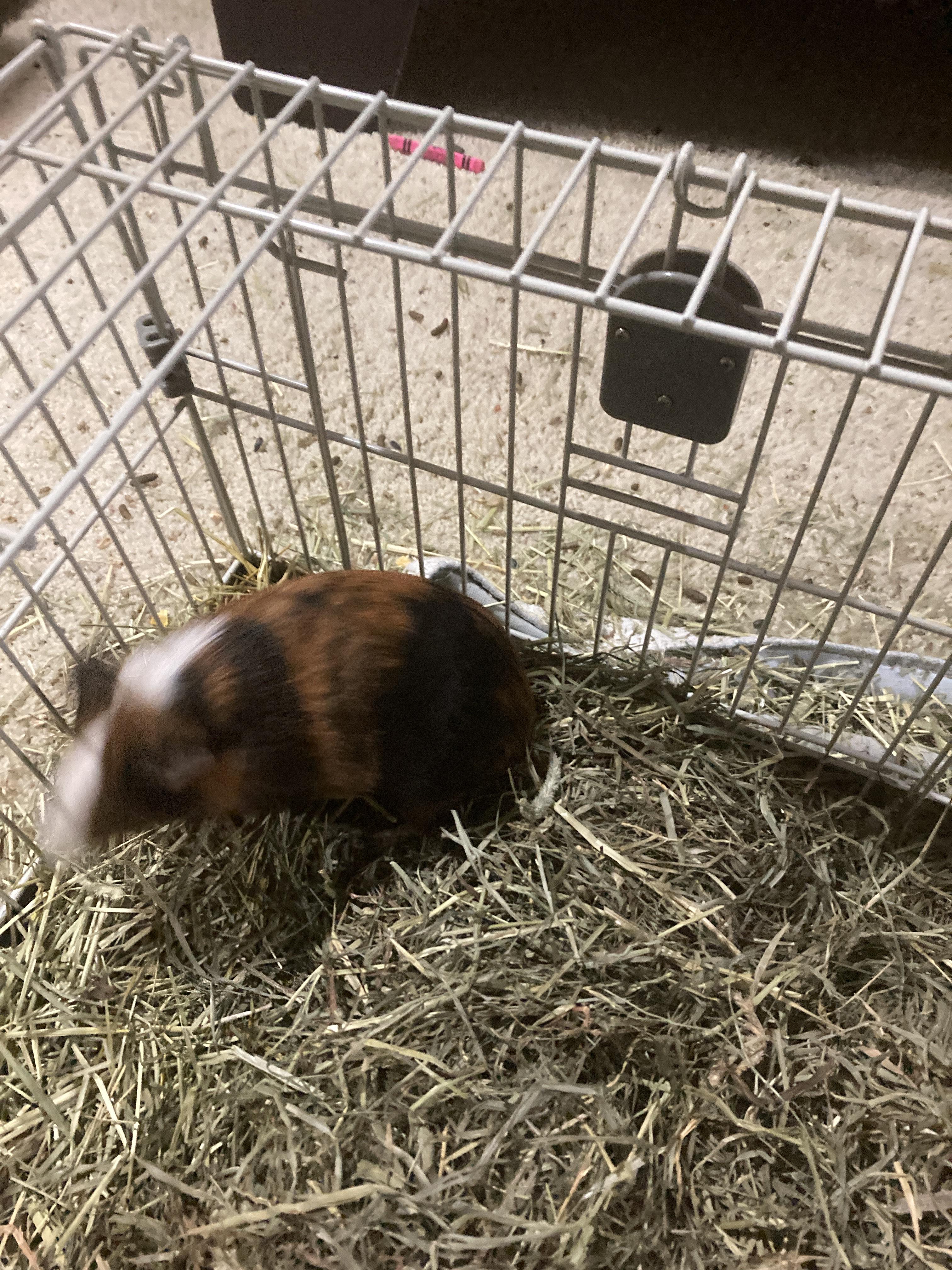 Enlarge Dave, a Adopted Guinea Pig in Ashland, VA image 1/1