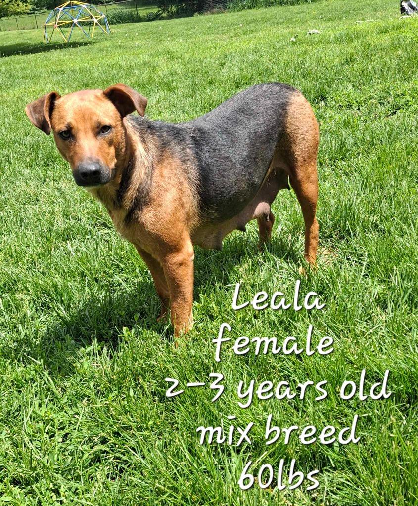 Enlarge Leala, a Adoptable mixed breed in sun prairie, WI image 1/6