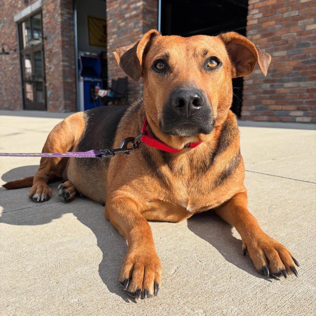 Leala, Adoptable, Adult Female Mixed Breed.