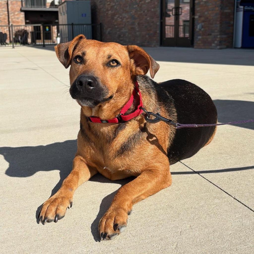 Enlarge Leala, a Adoptable mixed breed in sun prairie, WI image 2/6