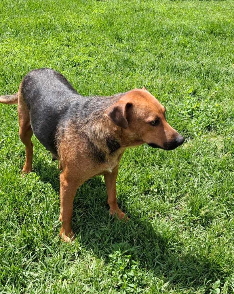 Enlarge Leala, a Adoptable mixed breed in sun prairie, WI image 3/6