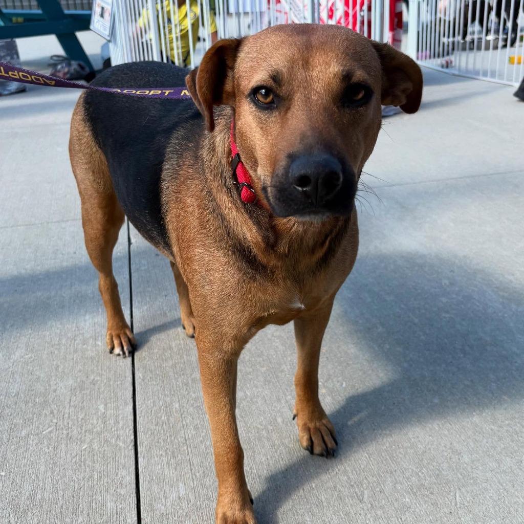 Enlarge Leala, a Adoptable mixed breed in sun prairie, WI image 5/6