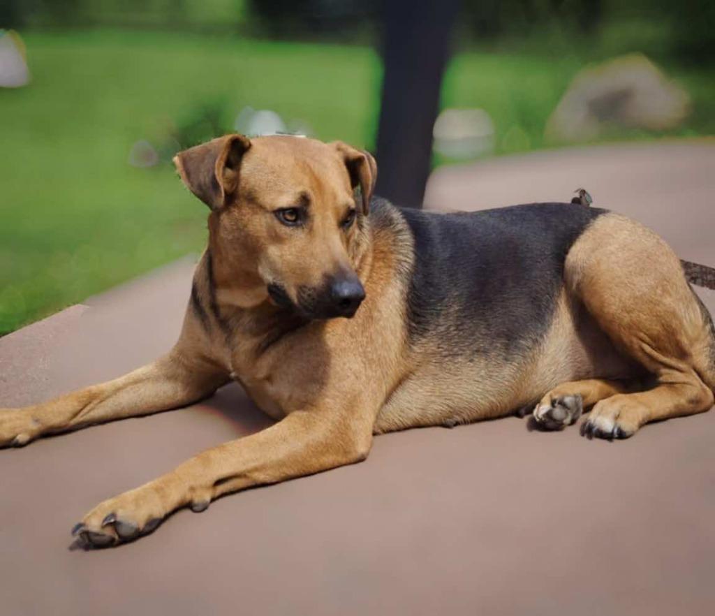 Enlarge Leala, a Adoptable mixed breed in sun prairie, WI image 6/6