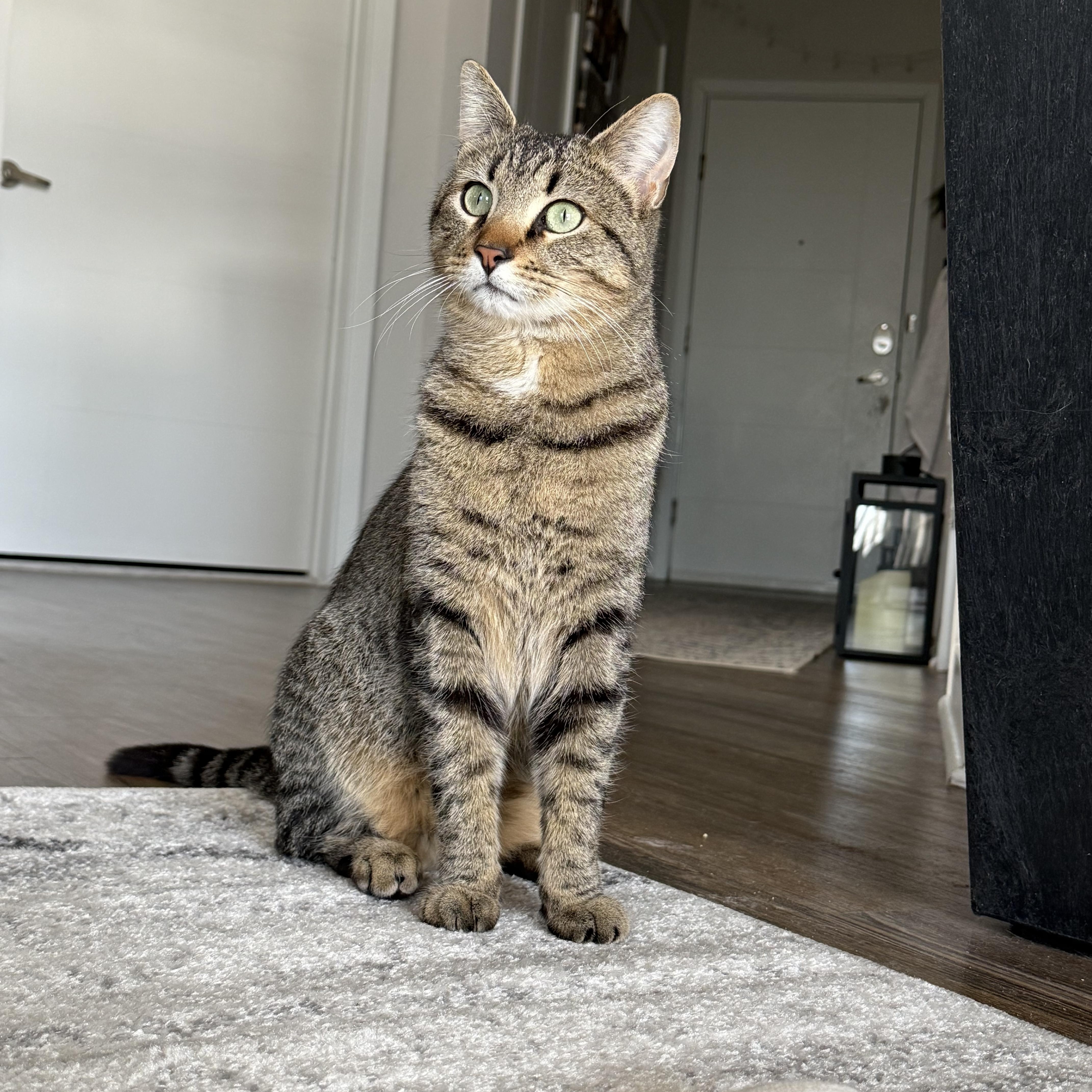 Ace, Adult Male Domestic Short Hair