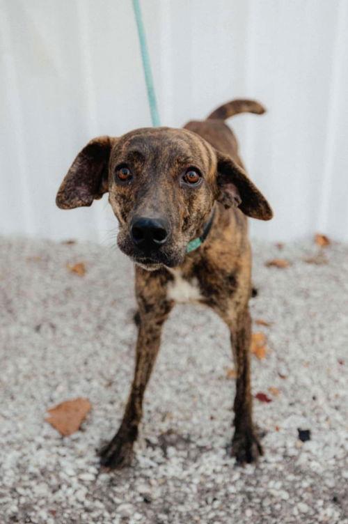 Elton, Adoptable, Young Male Plott Hound.