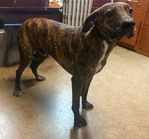 Enlarge Elton, a Adoptable Plott Hound in Ashville, OH image 3/3