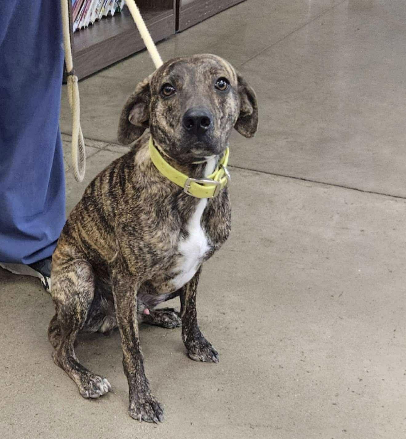 Elton, a Adoptable Plott Hound in Ashville, OH image 2/3