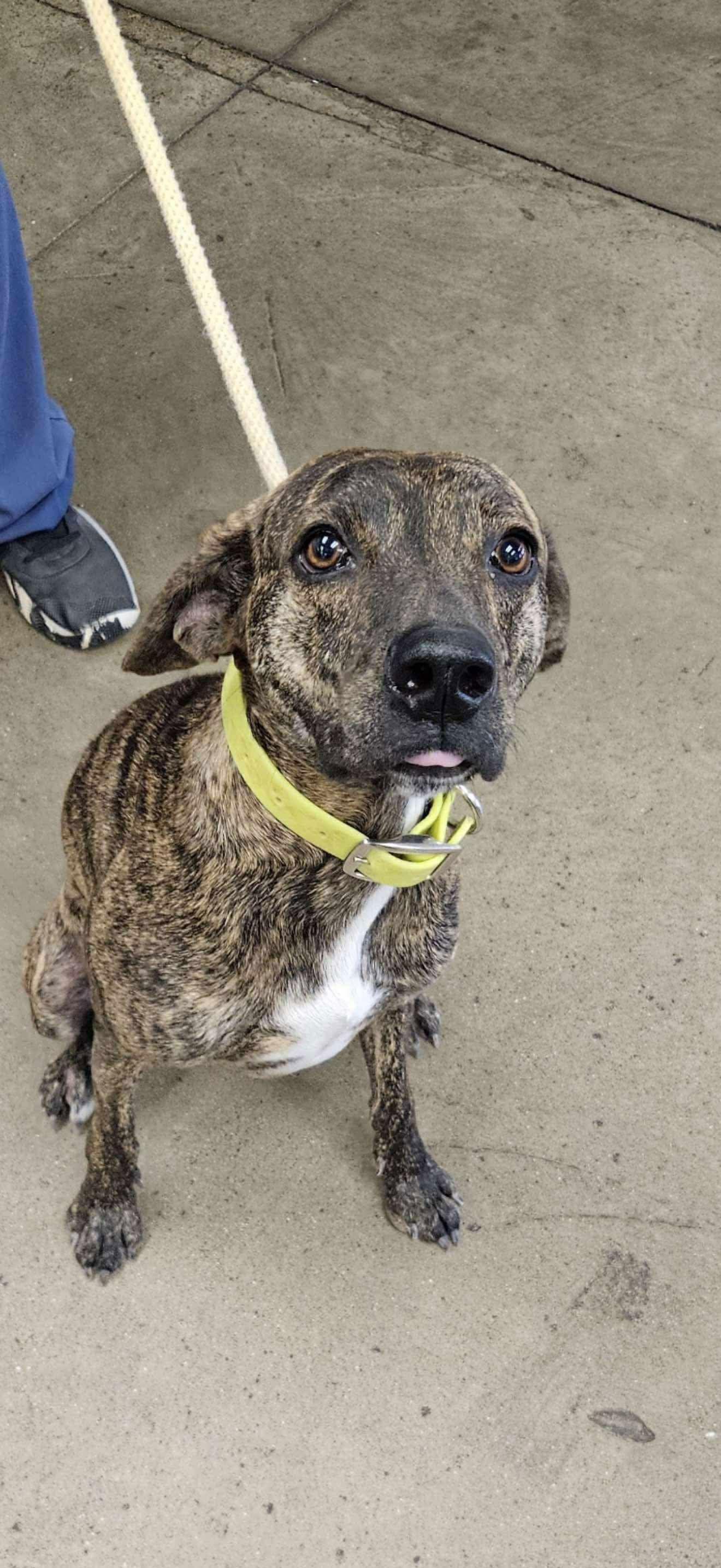 Elton, a Adoptable Plott Hound in Ashville, OH image 3/3