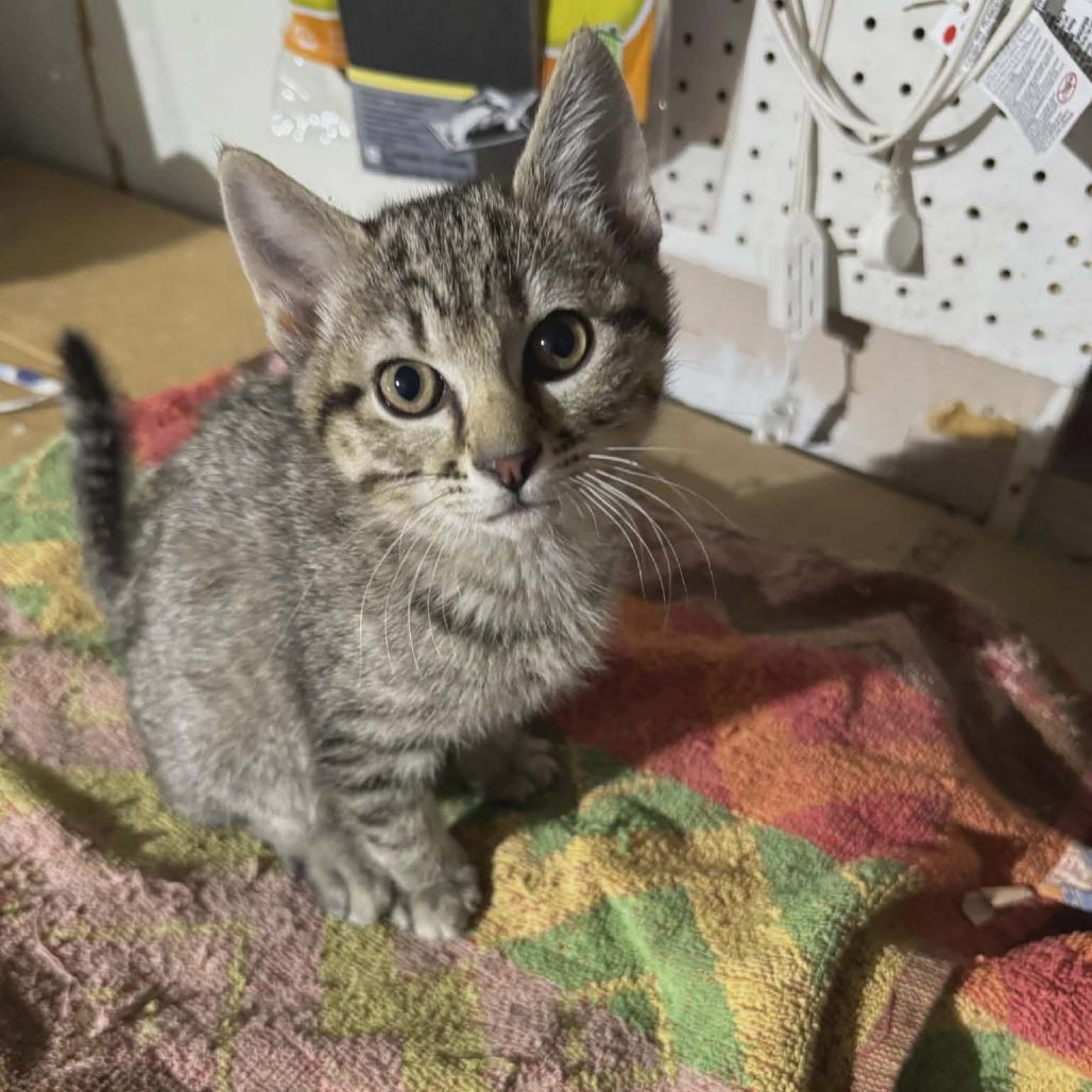 Sage, Adoptable, Kitten Male Domestic Short Hair & Domestic Short Hair.