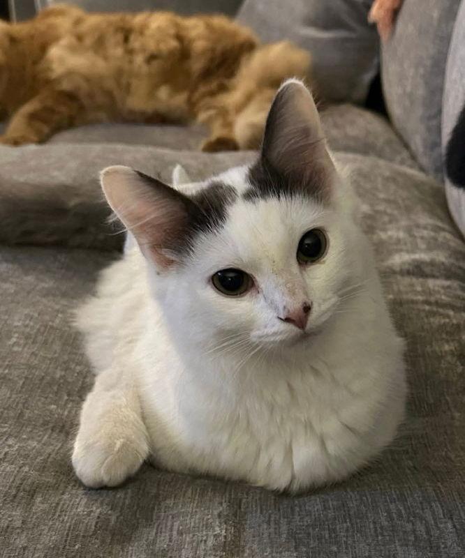 Enlarge Winston, a Adoptable Domestic Long Hair in Knoxville, TN image 1/3