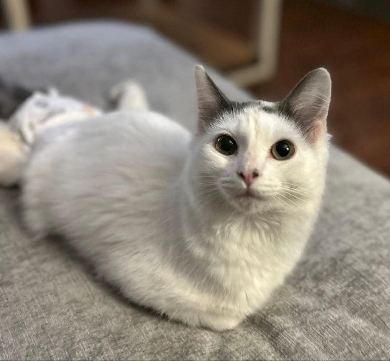 Winston, Adoptable, Young Male Domestic Long Hair.