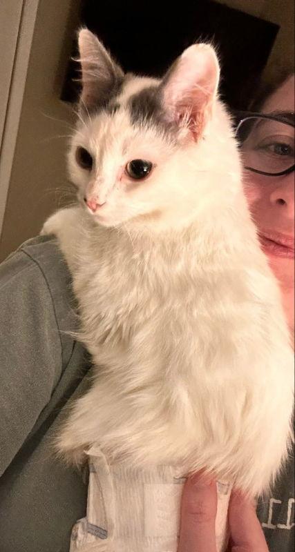 Enlarge Winston, a Adoptable Domestic Long Hair in Knoxville, TN image 3/3