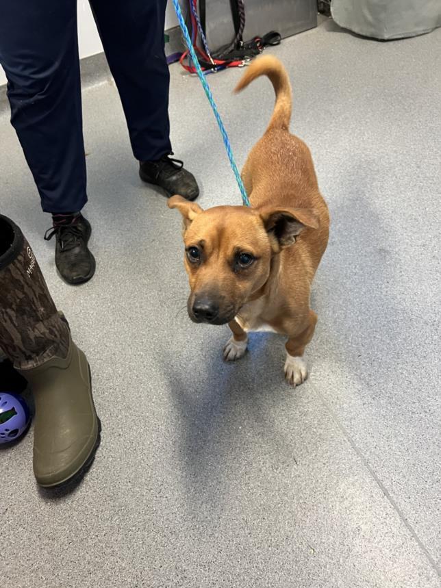 CHAMP, Adoptable, Adult Male Chihuahua & Mixed Breed.