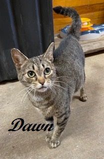 Dawn (Very quiet, sweet girl who loves attention and enjoys the other cats), a Adoptable Tiger in Southern Pines, NC image 2/3