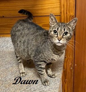Dawn (Very quiet, sweet girl who loves attention and enjoys the other cats), a Adoptable Tiger in Southern Pines, NC image 3/3