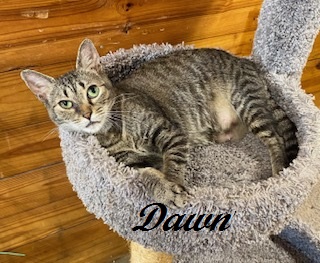 Dawn (Very quiet, sweet girl who loves attention and enjoys the other cats), a Adoptable Tiger in Southern Pines, NC image 1/3