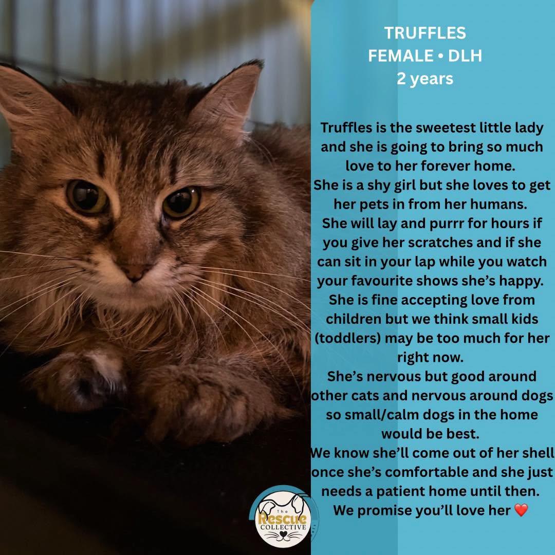 Truffles, ADOPTABLE, Adult Female Domestic Medium Hair.