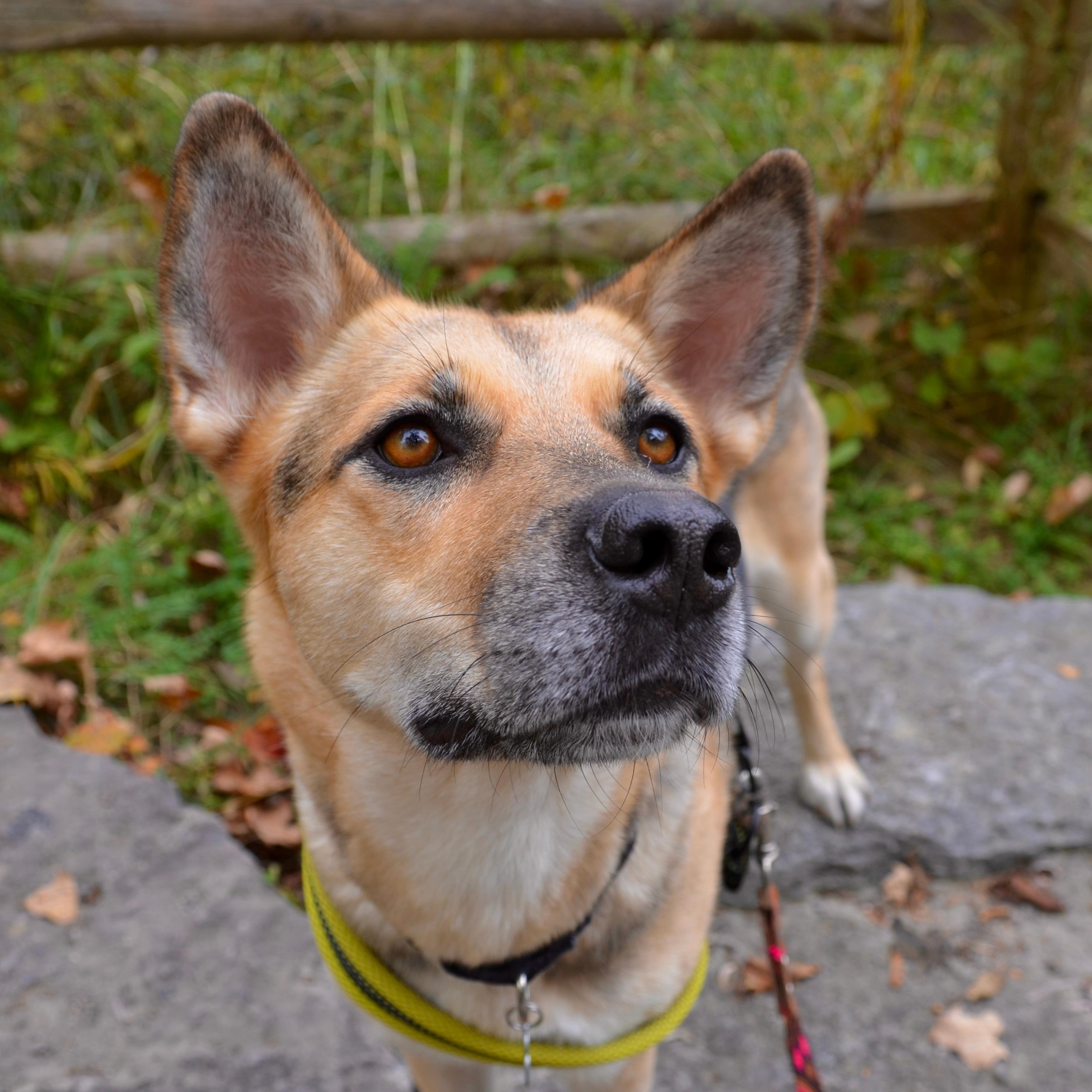 Shiloh, Adoptable, Adult Female Husky & German Shepherd Dog.
