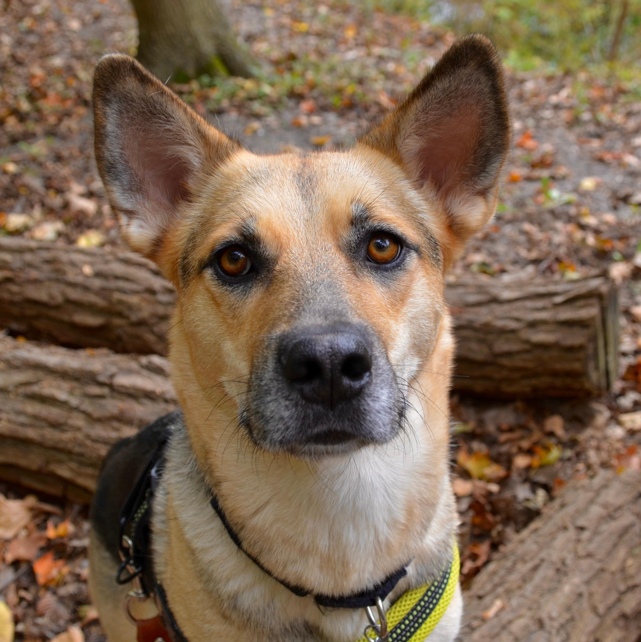 Enlarge Shiloh, a Adoptable mixed breed in Oakville, ON image 4/6