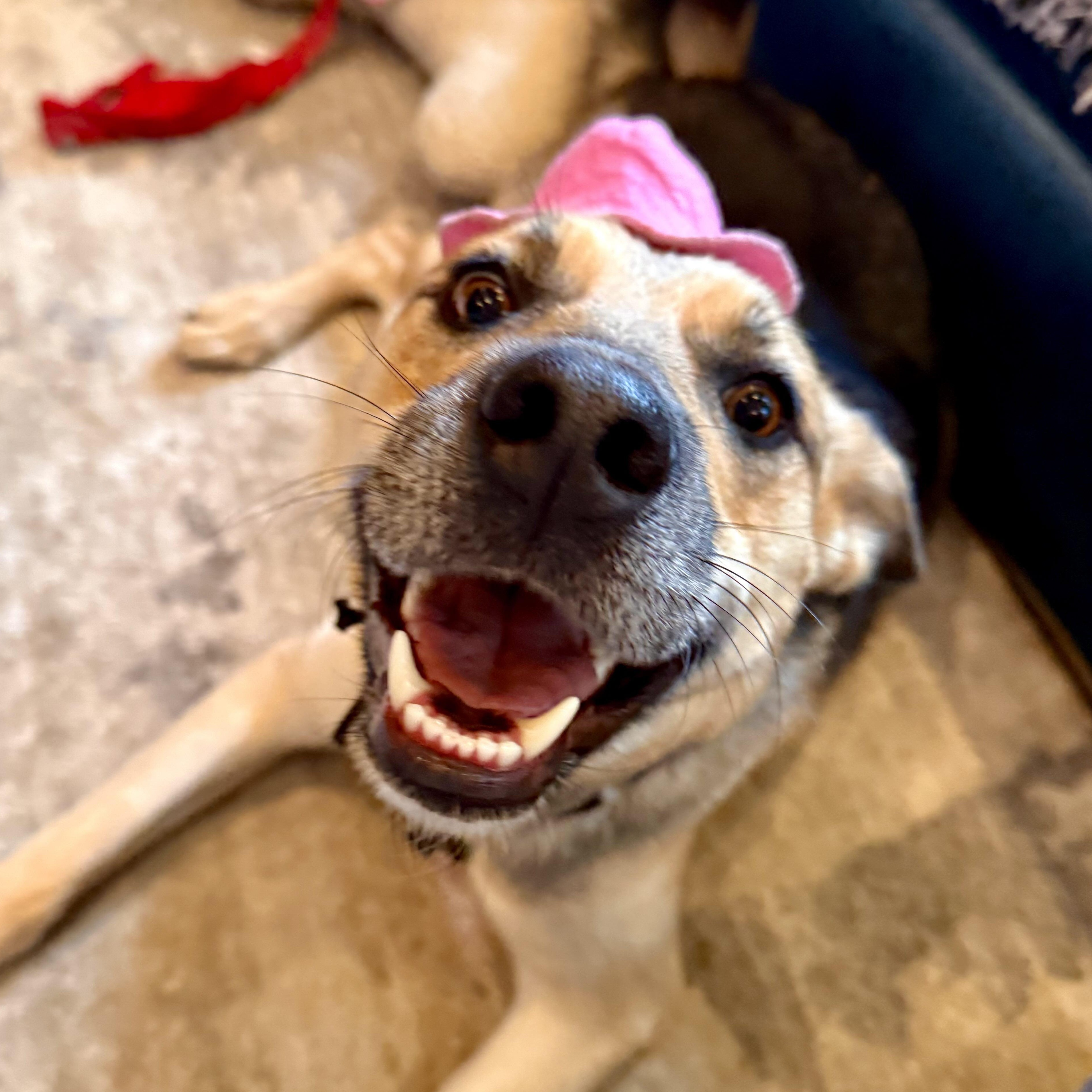 Enlarge Shiloh, a Adoptable mixed breed in Oakville, ON image 2/6