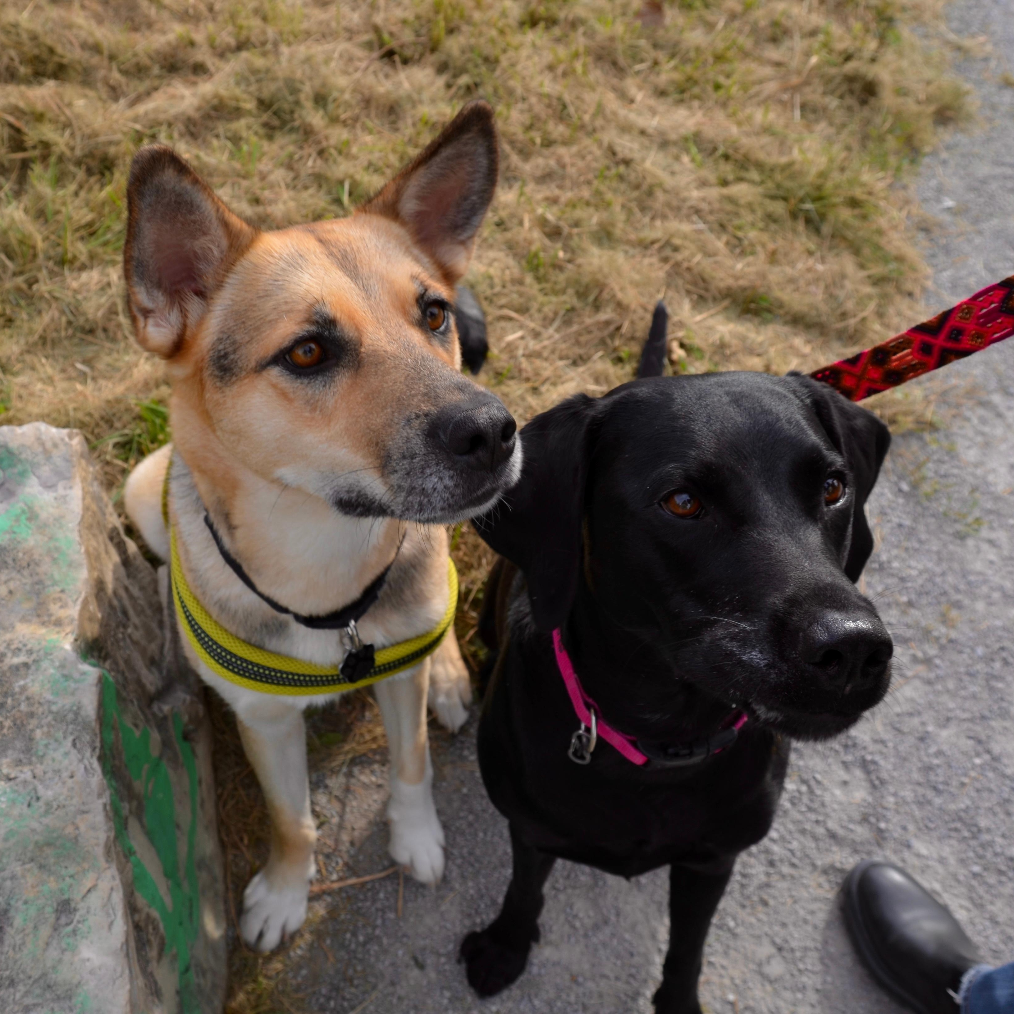 Enlarge Shiloh, a Adoptable mixed breed in Oakville, ON image 3/6
