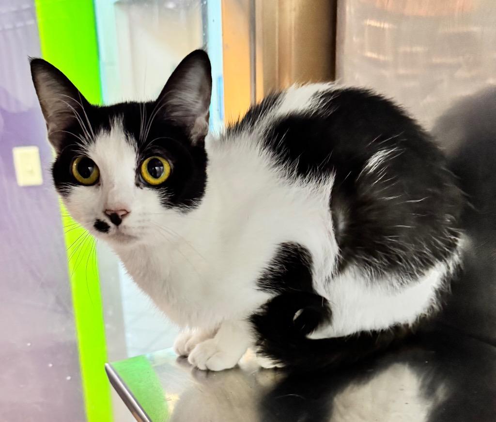 Allspice, Adoptable, Kitten Female Domestic Short Hair.