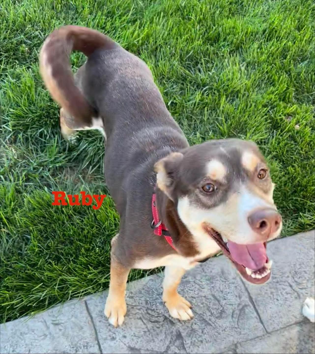 Ruby, ADOPTABLE, Young Female Cattle Dog.